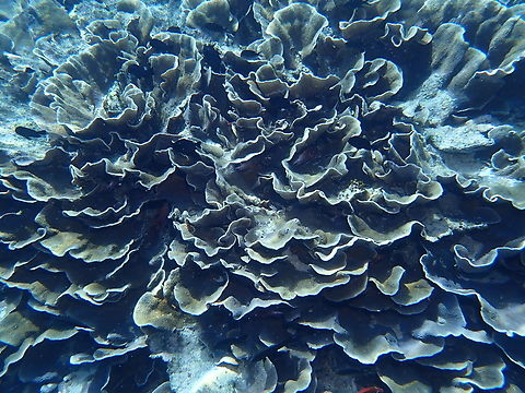 Salad Coral - Turbinaria mesenterina  Coral,Malaysia,Sabah,Salad Coral,Sipadan,Stony Coral,Turbinaria mesenterina