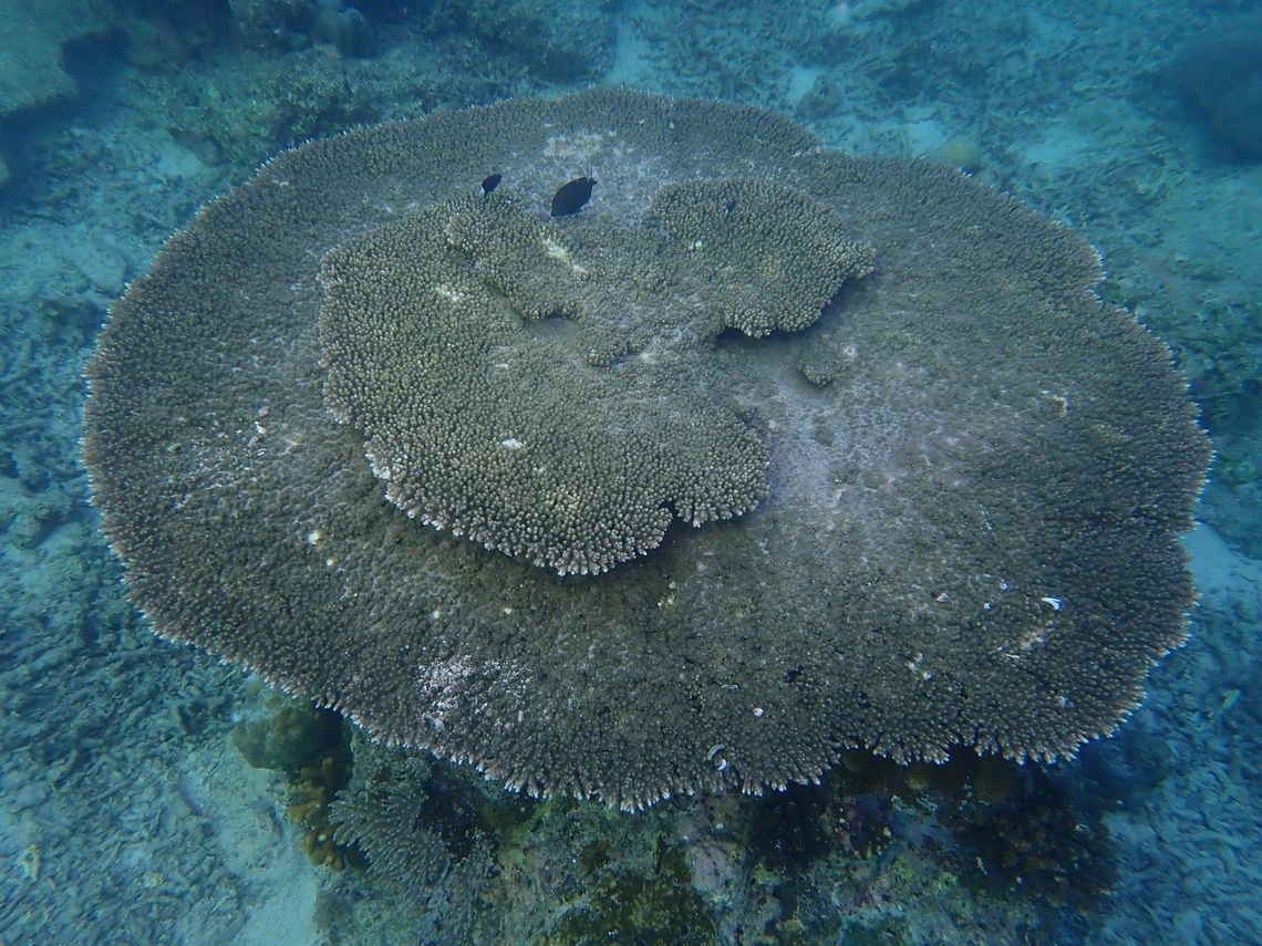 Table Coral - Acropora clathrata  Acropora clathrata,Coral,Malaysia,Sabah,Sipadan,Stony Coral,Table Coral