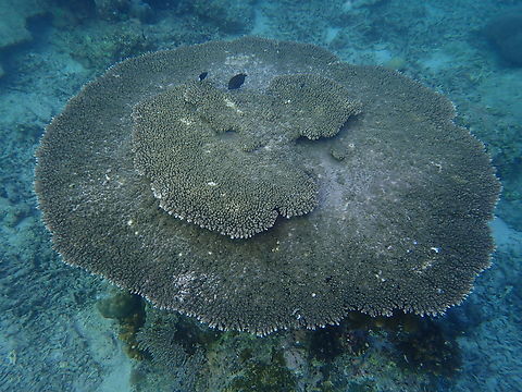 Table Coral - Acropora clathrata  Acropora clathrata,Coral,Malaysia,Sabah,Sipadan,Stony Coral,Table Coral