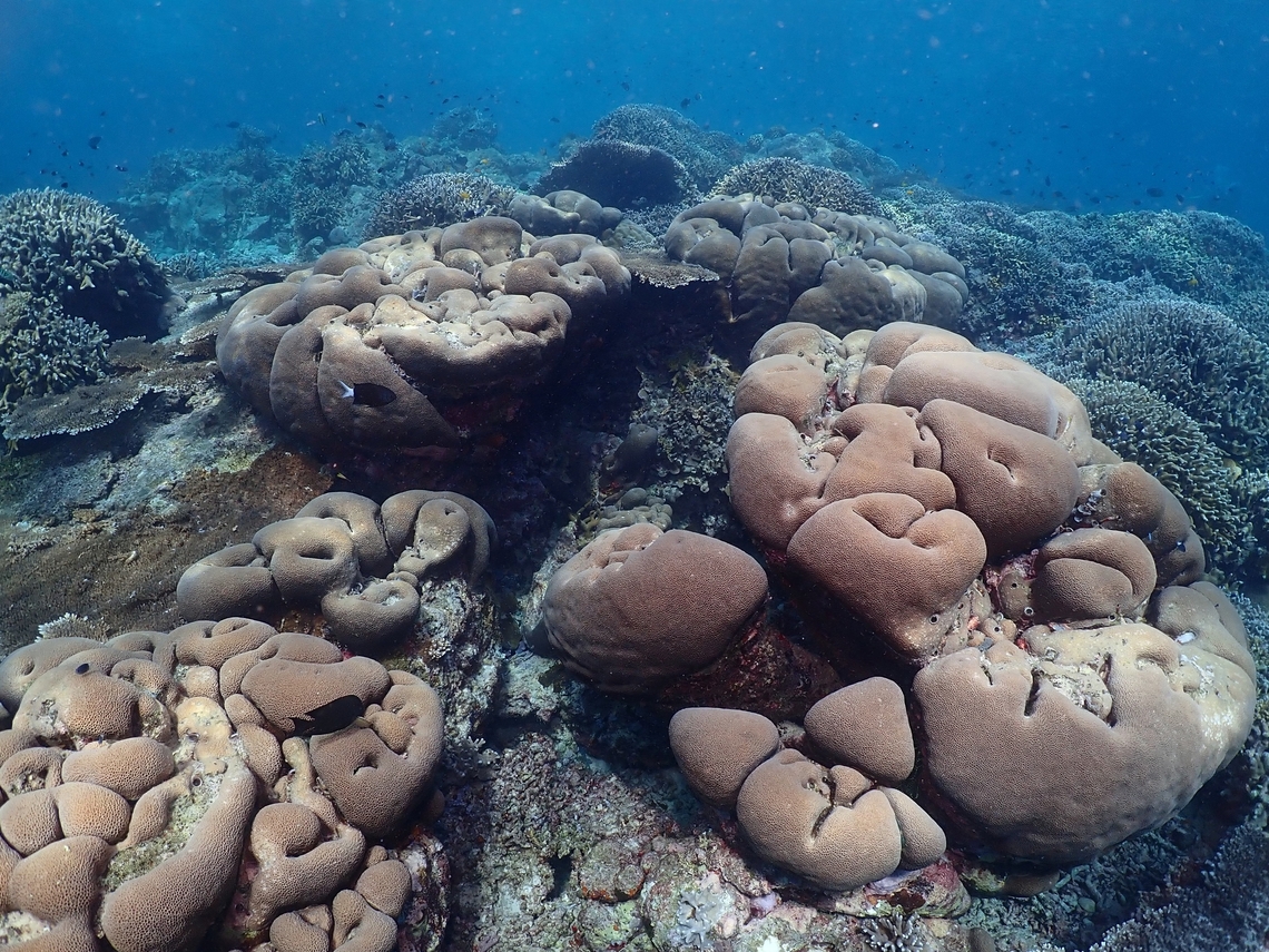 Stony Corals - Gardineroseris planulata  Coral,Gardineroseris planulata,Malaysia,Sabah,Sipadan,Stony Corals