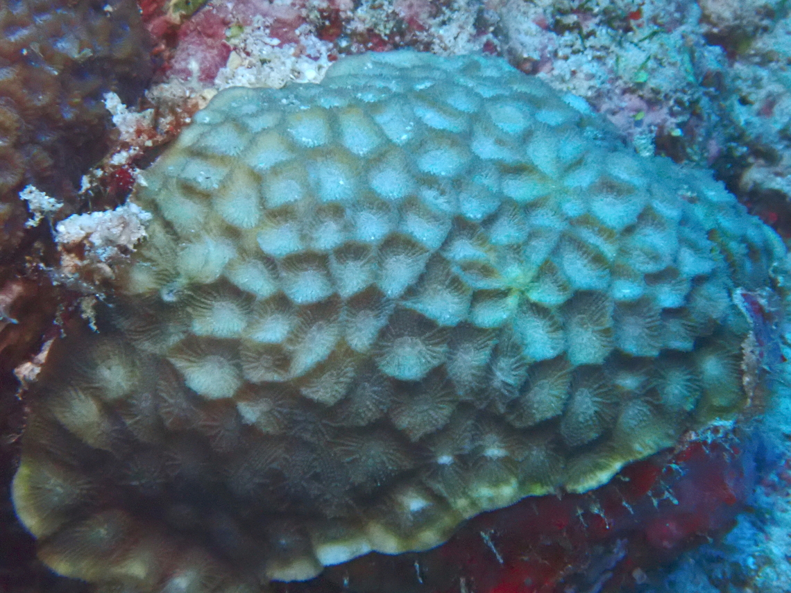 Stony Coral - Paramontastraea peresi  Coral,Maldives,Paramontastraea peresi,Stony Coral