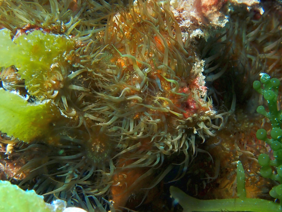 Pale Anemone - Exaiptasia diaphana  Anemone,Exaiptasia diaphana,Mabul,Malaysia,Pale Anemone,Sabah,Sea Anemone