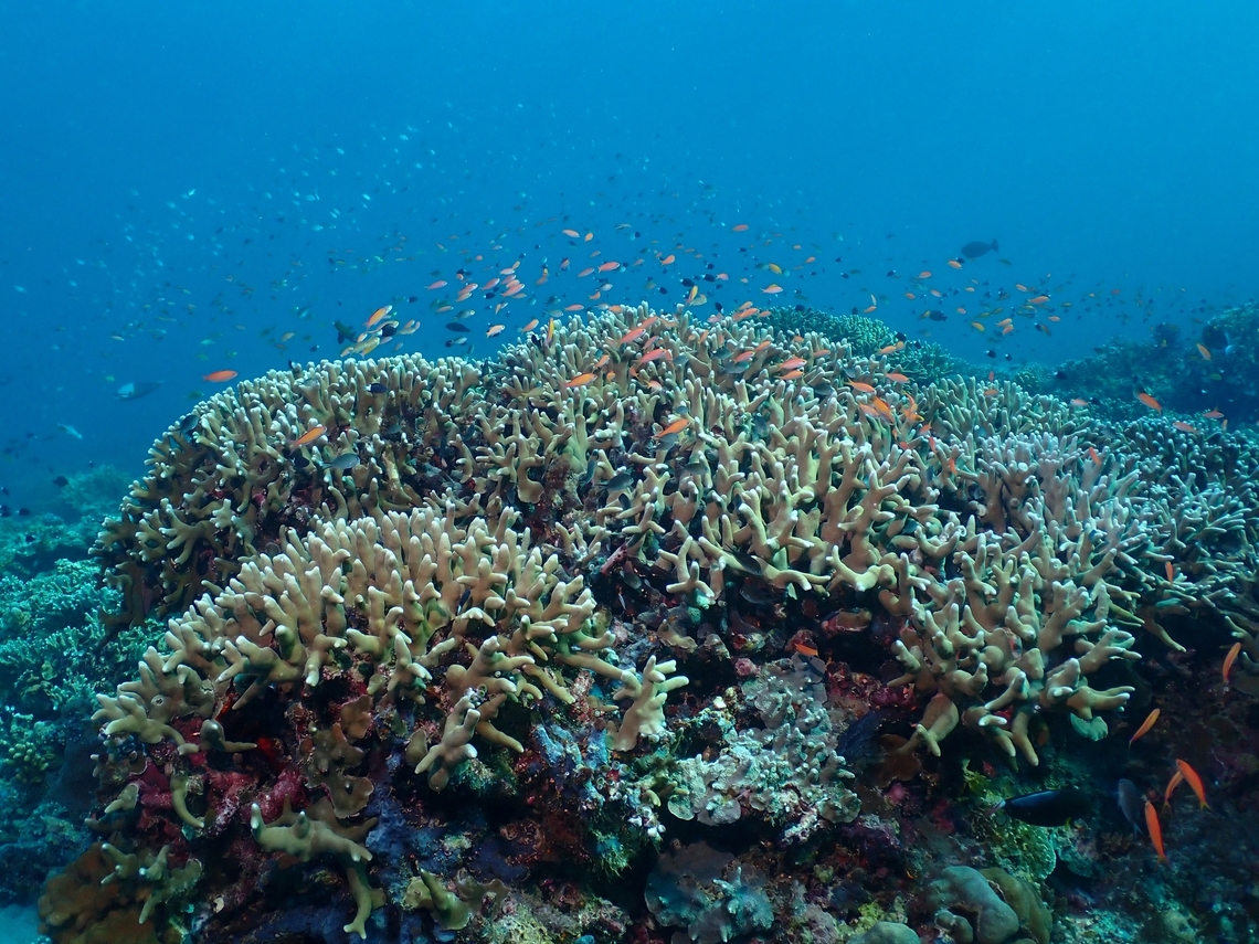 Pores Coral - Porites cylindrica  Coral,Malaysia,Pores Coral,Porites cylindrica,Sabah,Sipadan