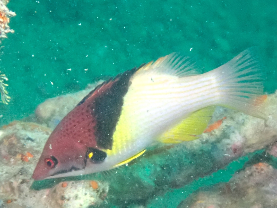 Blackbelt Hogfish - Bodianus mesothorax  Black-Belt Hogfish,Bodianus mesothorax,Fish,Hogfish,Mabul,Malaysia,Sabah