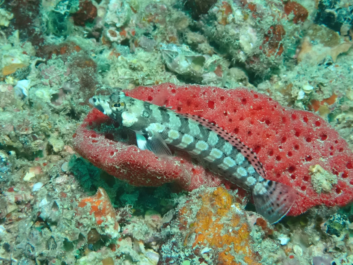 Reticulated Sandperch - Parapercis tetracantha  Fish,Mabul,Malaysia,Parapercis tetracantha,Reticulated Sandperch,Sabah,Sandperch