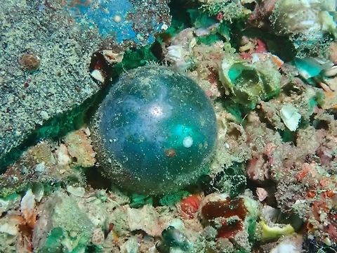 Sea Pearl - Valonia ventricosa  Mabul,Malaysia,Sabah,Sailor's Eyeball Algae,Sea Algae,Sea Pearl,Valonia ventricosa