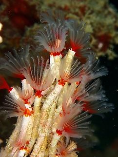 Tubeworm - Filograna implexa  Filograna implexa,Mabul,Malaysia,Sabah,Tubeworm