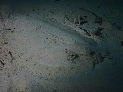 Peacock Flounder - Bothus mancus  Bothus mancus,Fish,Flounder,Mabul,Malaysia,Peacock Flounder,Sabah