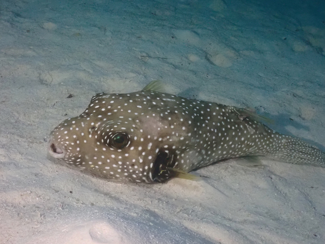 White-Spotted Pufferfish - Arothron hispidus  Arothron hispidus,Fish,Mabul,Malaysia,Pufferfish,Sabah,White-Spotted Pufferfish
