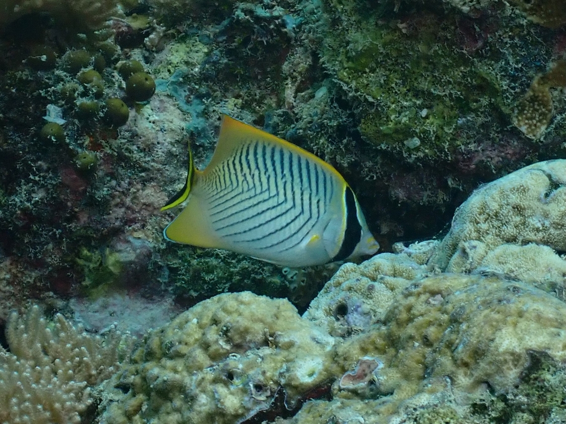 Chevron Butterflyfish - Chaetodon trifascialis  Butterflyfish,Chaetodon trifascialis,Chevron Butterflyfish,Fish,Malaysia,Sabah,Sipadan
