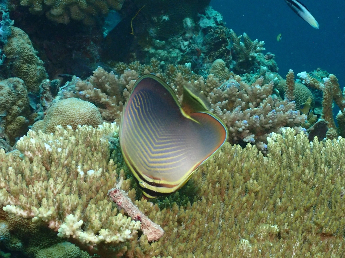 Triangle Butterflyfish - Chaetodon triangulum  Butterflyfish,Chaetodon triangulum,Fish,Malaysia,Sabah,Sipadan,Triangle Butterflyfish