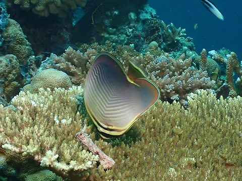 Triangle Butterflyfish - Chaetodon triangulum  Butterflyfish,Chaetodon triangulum,Fish,Malaysia,Sabah,Sipadan,Triangle Butterflyfish