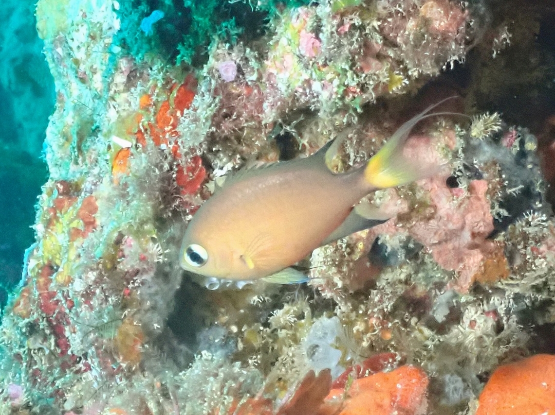 Dark-Fin Chromis - Pycnochromis atripes  Chromis,Dark-Fin Chromis,Fish,Malaysia,Pycnochromis atripes,Sabah,Sipadan