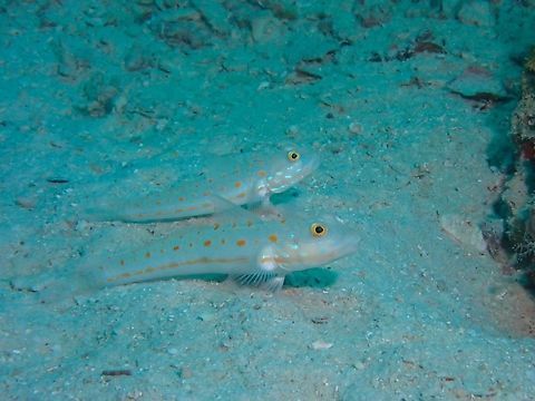 Orange-Dashed Goby - Valenciennea puellaris  Fish,Goby,Mabul,Malaysia,Orange-Dashed Goby,Sabah,Valenciennea puellaris