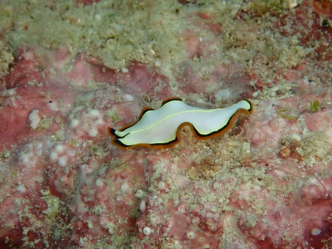 Flatworm - Pseudoceros confusus  Flatworm,Mabul,Malaysia,Pseudoceros,Pseudoceros confusus,Sabah