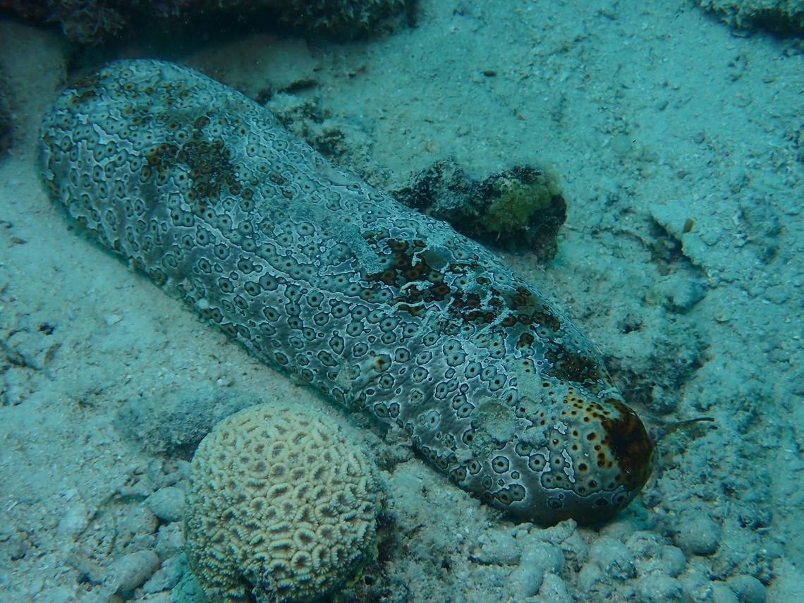 Leopard Sea Cucumber - Bohadschia argus  Bohadschia argus,Leopard Sea Cucumber,Mabul,Malaysia,Sabah