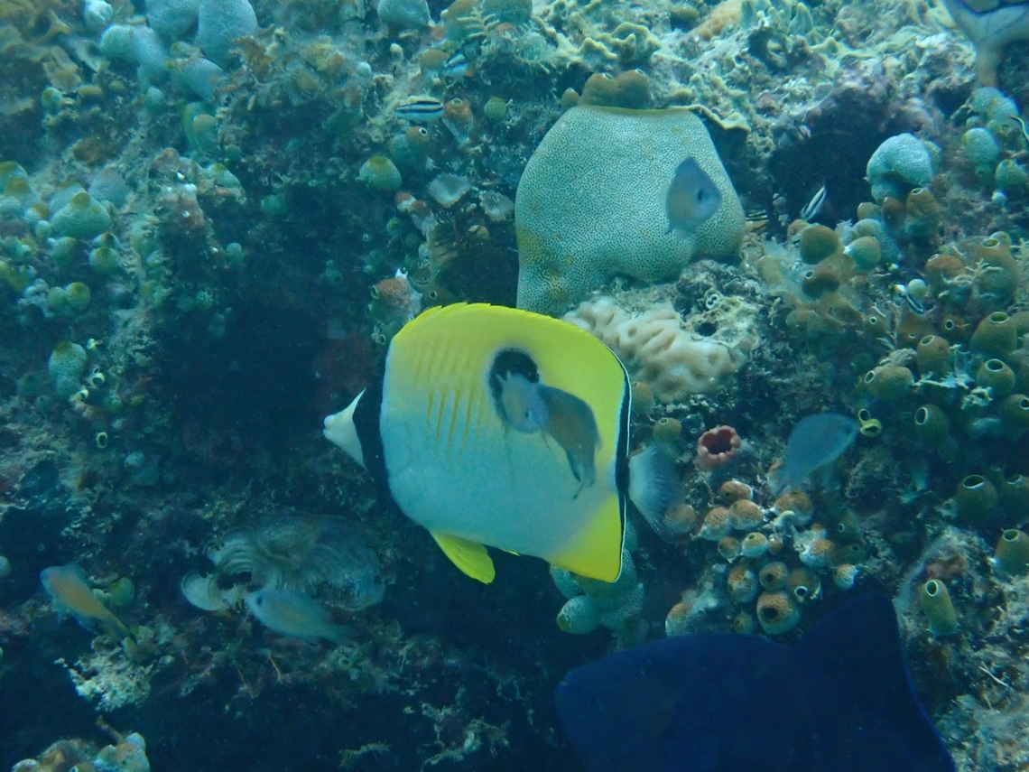 Teardrop Butterflyfish - Chaetodon unimaculatus  Butterflyfish,Chaetodon unimaculatus,Fish,Mabul,Malaysia,Sabah,Teardrop Butterflyfish