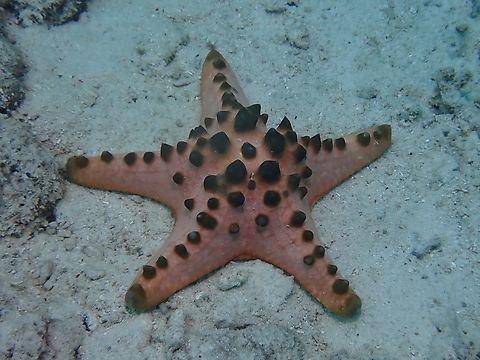 Chocolate Chip Sea Star - Protoreaster nodosus  Chocolate Chip Sea Star,Mabul,Malaysia,Protoreaster nodosus,Sabah,Sea Star