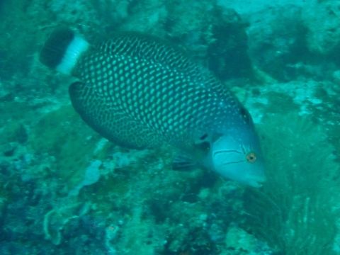 Rockmover Wrasse - Novaculichthys taeniourus  Fish,Mabul,Malaysia,Novaculichthys taeniourus,Rockmover Wrasse,Sabah,Wrasse