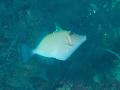 Lei Triggerfish - Sufflamen bursa  Fish,Lei Triggerfish,Mabul,Malaysia,Sabah,Sufflamen bursa,Triggerfish
