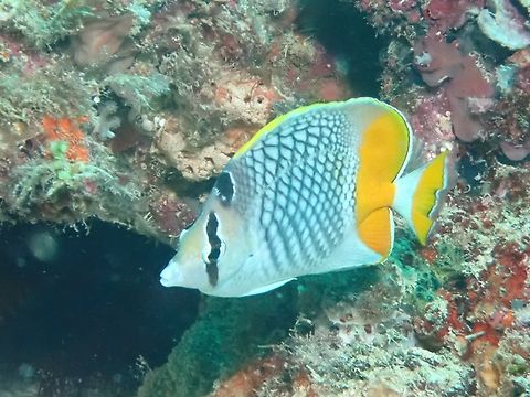Crosshatch Butterflyfish - Chaetodon xanthurus  Butterflyfish,Chaetodon xanthurus,Crosshatch Butterflyfish,Fish,Mabul,Malaysia,Sabah
