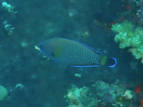 Chiseltooth Wrasse - Pseudodax moluccanus  Chiseltooth Wrasse,Fish,Mabul,Malaysia,Pseudodax moluccanus,Sabah,Wrasse