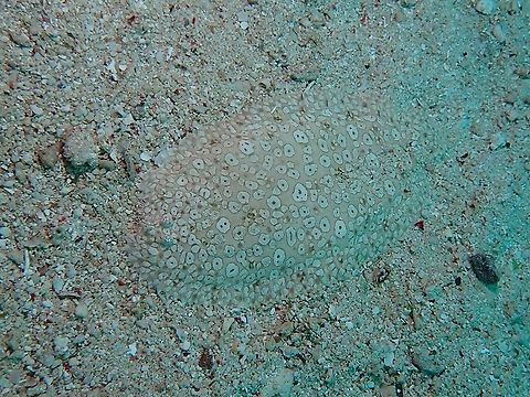 Find me! A well camouflaged Peacock Sole - Pardachirus pavoninus on sandy bottom. Fish,Mabul,Malaysia,Pardachirus pavoninus,Peacock Sole,Sabah,Sole