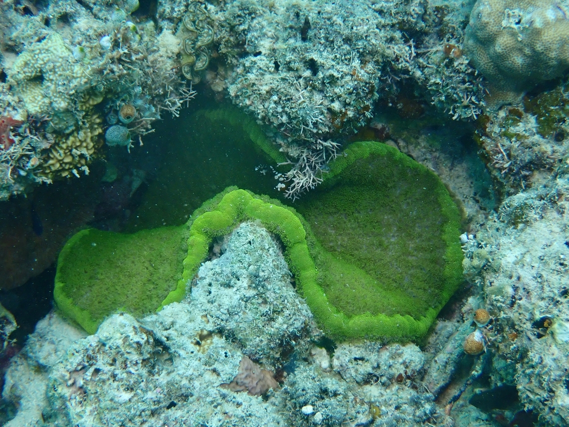 Adhesive Anemone - Cryptodendrum adhaesivum  Adhesive Anemone,Anemone,Cryptodendrum adhaesivum,Mabul,Malaysia,Sabah,Sea Anemone