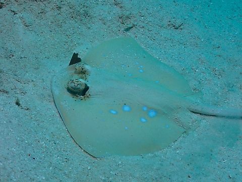 Bluespotted Stingray - Neotrygon orientale  Bluespotted Stingray,Fish,Mabul,Malaysia,Neotrygon orientale,Oriental Bluespotted Stingray,Sabah,Stingray