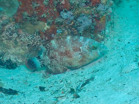 Floral Maori Wrasse - Cheilinus chlorourus  Cheilinus chlorourus,Fish,Floral Maori Wrasse,Floral Wrasse,Mabul,Malaysia,Maori Wrasse,Sabah,Wrasse