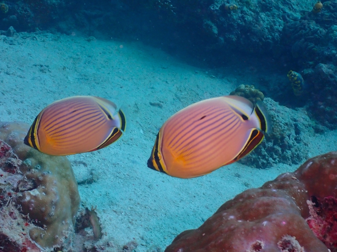Redfin Butterflyfish - Chaetodon lunulatus  Butterflyfish,Chaetodon lunulatus,Fish,Mabul,Malaysia,Redfin Butterflyfish,Sabah