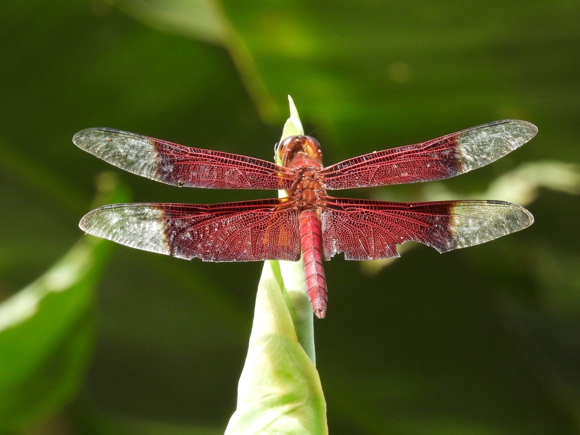 Sultan - Camacinia gigantea            Camacinia gigantea,Dragonfly,Malaysia,Sabah,Sultan