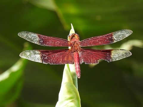 Sultan - Camacinia gigantea            Camacinia gigantea,Dragonfly,Malaysia,Sabah,Sultan