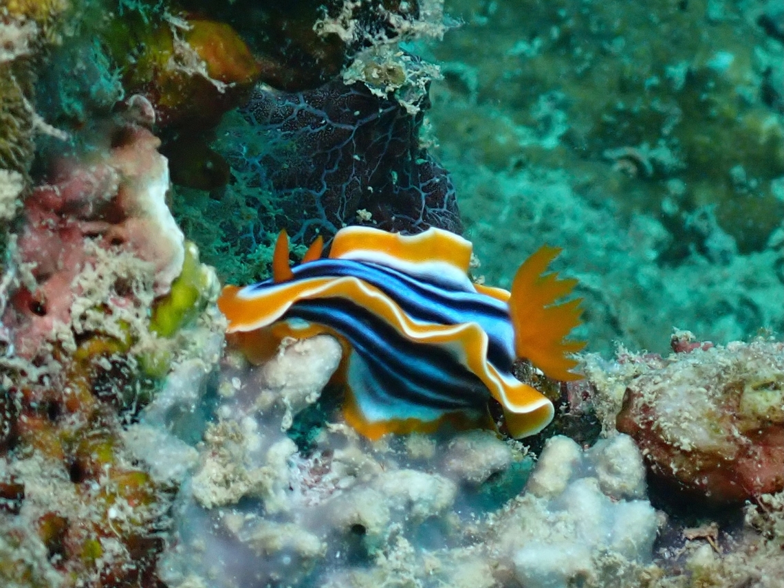 Nudibranch - Chromodoris magnifica  Chromodoris magnifica,Mabul,Malaysia,Nudibranch,Sabah