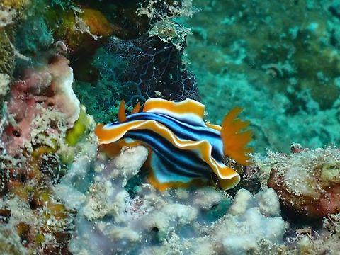 Nudibranch - Chromodoris magnifica Chromodoris magnifica,Mabul,Malaysia,Nudibranch,Sabah