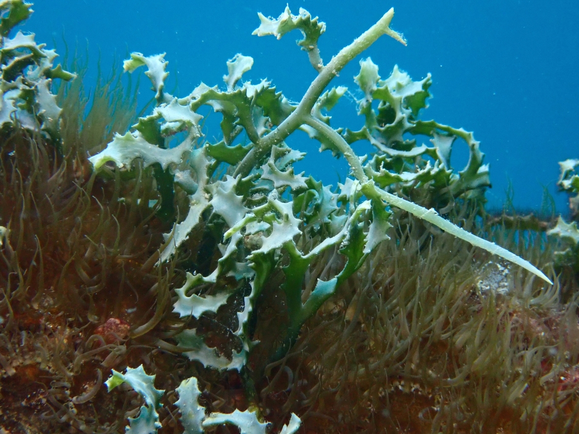 Sea Algae - Caulerpa serrulata  Caulerpa serrulata,Mabul,Malaysia,Sabah,Sea Algae