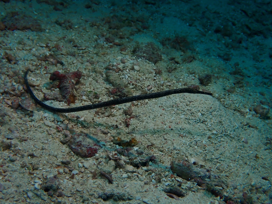Bentstick Pipefish - Trachyrhamphus bicoarctatus  Bentstick Pipefish,Fish,Mabul,Malaysia,Pipefish,Sabah,Trachyrhamphus bicoarctatus