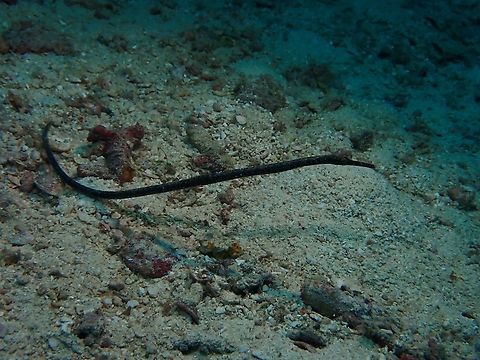 Bentstick Pipefish - Trachyrhamphus bicoarctatus  Bentstick Pipefish,Fish,Mabul,Malaysia,Pipefish,Sabah,Trachyrhamphus bicoarctatus