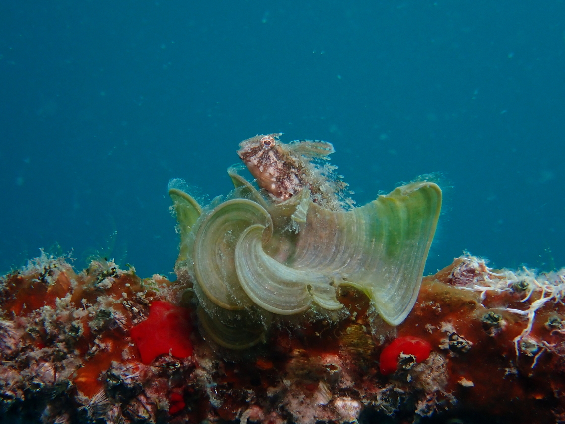 White Scroll Alga - Padina sanctae-crucis Observation on the Sea Algae, not the fish that&#039;s hiding among it. Mabul,Malaysia,Padina sanctae-crucis,Sabah,Sea Algae,White Scroll Alga