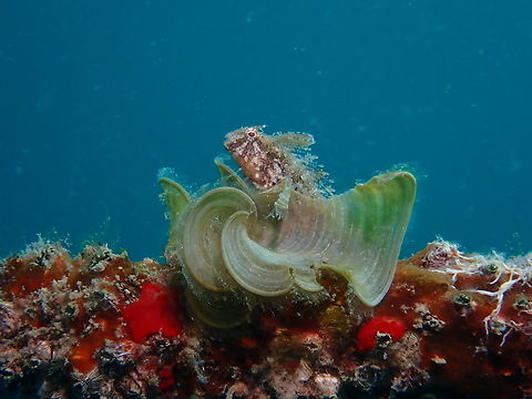 White Scroll Alga - Padina sanctae-crucis Observation on the Sea Algae, not the fish that's hiding among it. Mabul,Malaysia,Padina sanctae-crucis,Sabah,Sea Algae,White Scroll Alga