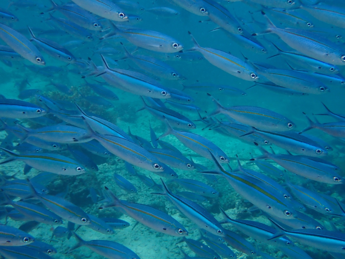 Scissor-Tailed Fusilier - Caesio caerulaurea  Caesio caerulaurea,Fish,Fusilier,Mabul,Malaysia,Sabah,Scissor-Tailed Fusilier