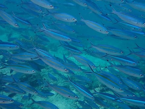 Scissor-Tailed Fusilier - Caesio caerulaurea  Caesio caerulaurea,Fish,Fusilier,Mabul,Malaysia,Sabah,Scissor-Tailed Fusilier