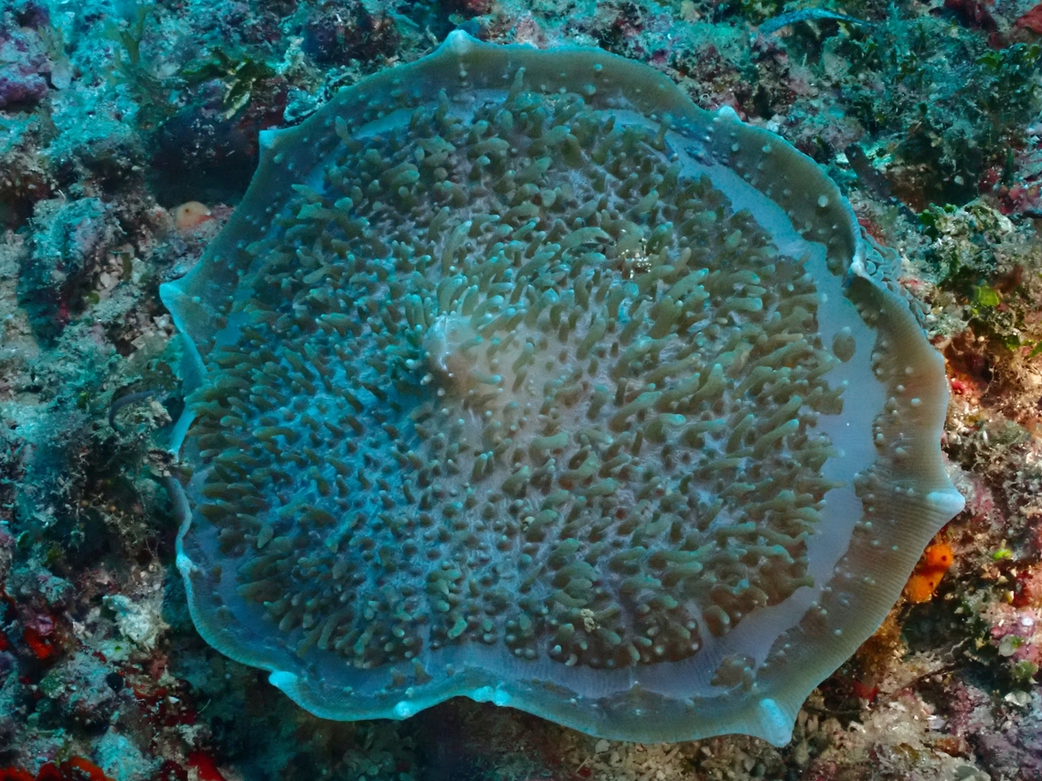 Elephant Ear Anemone - Amplexidiscus fenestrafer  Amplexidiscus fenestrafer,Anemone,Elephant Ear Anemone,Mabul,Malaysia,Sabah,Sea Anemone