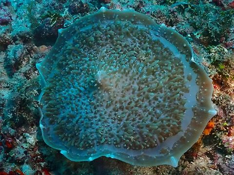 Elephant Ear Anemone - Amplexidiscus fenestrafer  Amplexidiscus fenestrafer,Anemone,Elephant Ear Anemone,Mabul,Malaysia,Sabah,Sea Anemone
