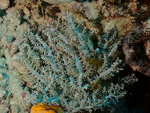 Sea Anemone - Megalactis hemprichi  Anemone,Mabul,Malaysia,Megalactis hemprichi,Sabah,Sea Anemone