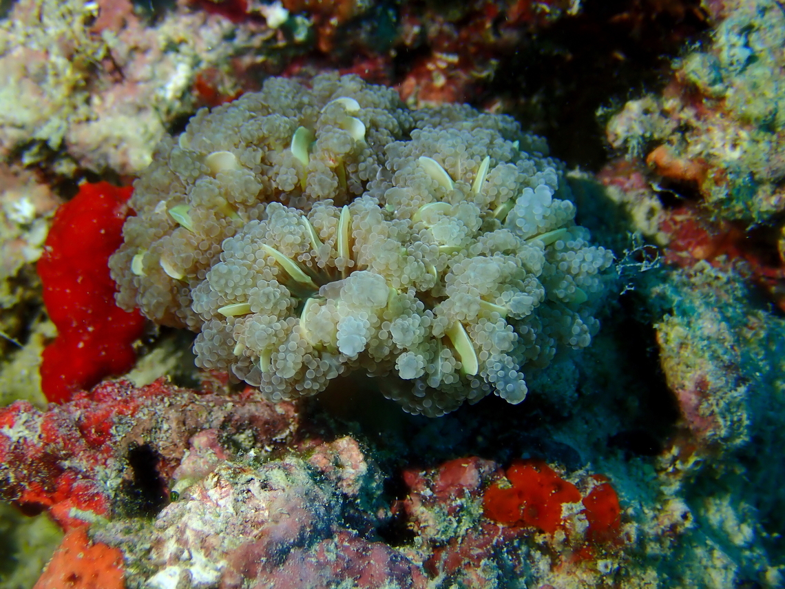 Stony Coral - Fimbriaphyllia yaeyamensis  Coral,Fimbriaphyllia yaeyamensis,Mabul,Malaysia,Sabah,Stony Coral