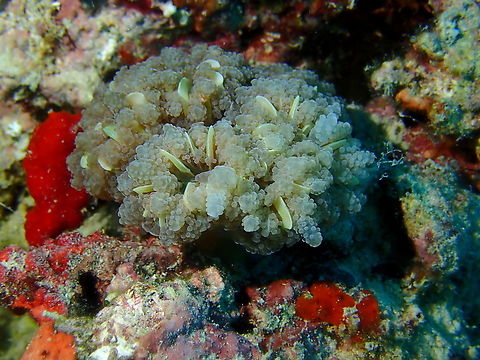 Stony Coral - Fimbriaphyllia yaeyamensis  Coral,Fimbriaphyllia yaeyamensis,Mabul,Malaysia,Sabah,Stony Coral