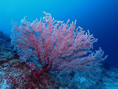 Soft Corals - Iciligorgia rubra  Coral,Iciligorgia rubra,Malaysia,Sabah,Sipadan,Soft Coral
