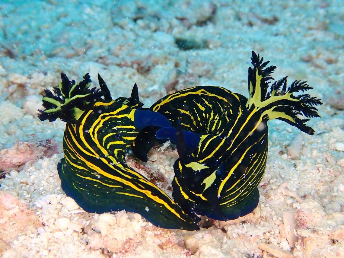 Mating Nudis A mating pair of Nudibranch - Tyrannodoris luteolineata.  Although Nudibranch are hermaphrodite, they still needs to mate to reproduce and in some instances, they &#039;fight&#039; to determine which among them will be the male or female.  The winner is the &#039;male&#039; as after mating, it can moves on whereas the losing &#039;female&#039; will have to find more food to produce eggs.<br />
<br />
Personal milestone, species #4000 #JDmilestone,Mabul,Malaysia,Nudibranch,Sabah,Tyrannodoris luteolineata