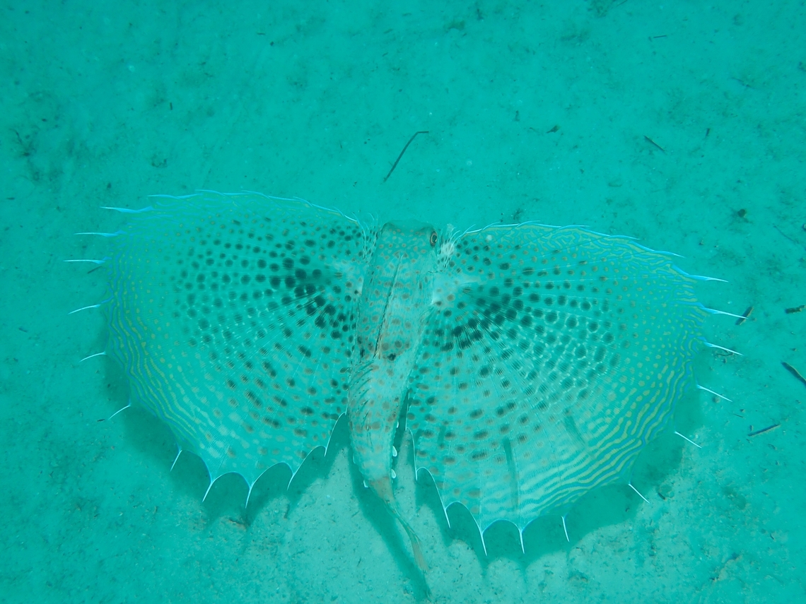 Mottled Flying Gurnard - Dactyloptena macracantha  Dactyloptena macracantha,Fish,Flying Gurnard,Mabul,Malaysia,Mottled Flying Gurnard,Sabah